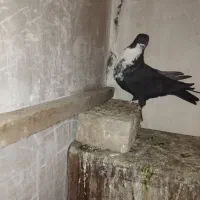 طوقی کلاهی وسیاه  رسمی معامله با قناری نر|پرنده|کرمان, |دیوار