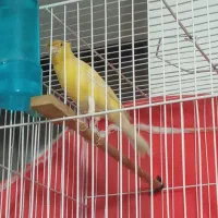 قناری کاکلی پرتقالی|پرنده|مشهد, شهید معقول|دیوار