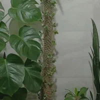 گل اپارتمانی|گل و گیاه طبیعی|شهریار, شهریار|دیوار