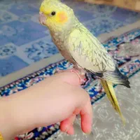 عروس هلندی گمشده