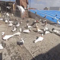 کبوتر رنگی به شرط زدو خرد