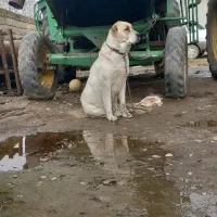 توله سرابی|سگ|محمدشهر, محمدشهر|دیوار