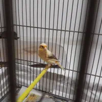 یک قناری ماده