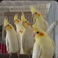 فروش و خریدار عروس هلندی