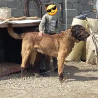 سگ نگهبان سرابی سراب پژدر عراقی آلابای افغان