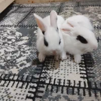 بچه خرگوش