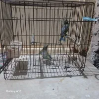 سهره نروماده|پرنده|پارس‌آباد, |دیوار