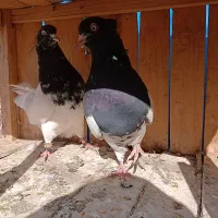 کفتر رنگی واقعا درست|پرنده|قم, یزدانشهر|دیوار