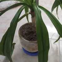 گل طبیعی|گل و گیاه طبیعی|اصفهان, خواجه عمید|دیوار