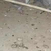 جوجه ریش