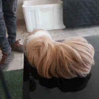 خوکجه هندی|موش و خرگوش|سبزوار, قاضی زاد|دیوار