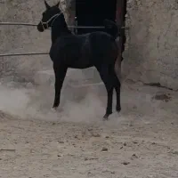 اسب (کره مادیان)
