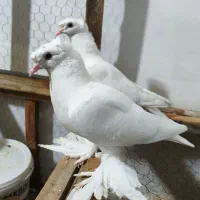 کبوتر رائبی مقدس