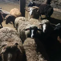 بره گوسفند سر حال عالی برا پروار