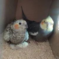 یک جفت عروس کار داده و لوتینو تکی|پرنده|شهریار, شهرک نماز (دینار آباد)|دیوار