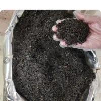 چایی درجه یک ، السعدالدین ، احمد، کلکته، عراق|خوردنی و آشامیدنی|اشنویه, |دیوار