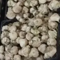 سیر