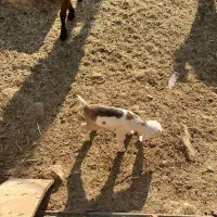 بز نژاددار|حیوانات مزرعه|دره شهر, |دیوار