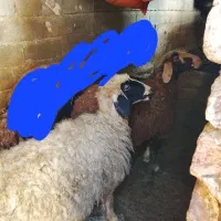 بره۵۰۰|حیوانات مزرعه|فیروزآباد (لرستان), |دیوار