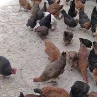 فروش ۴۰ عدد مرغ تخم گذار