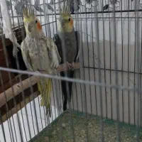عروس هلندی قناری بلدرچین وحشی|پرنده|کبودرآهنگ, |دیوار