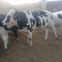 فروش گوساله