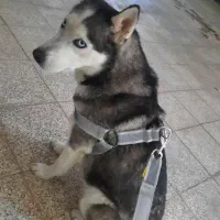 واگذاری سگ هاسکی