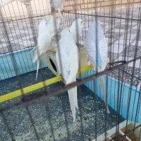 مرغ عشق|پرنده|کرخه, |دیوار