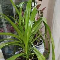 تعدادی گل طبیعی با گلدان