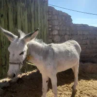 الاغ|حیوانات مزرعه|چگنی, |دیوار