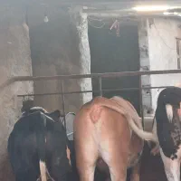 تلیسه چاق