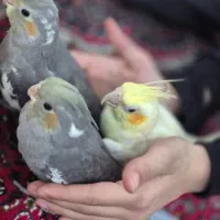عروس هلندی ۳ ماهه