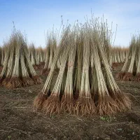 فروش مستقیم نهال صنوبر  با تضمین رشد بالا|گل و گیاه طبیعی|هرسین, |دیوار