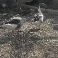 غاز  نر و ماده