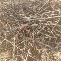 فروش چوب  وشاخه بادام|گل و گیاه طبیعی|فولادشهر, فولادشهر|دیوار