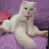 اسکاتیش فولد.  ۱۳م