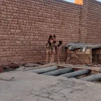 سگ نگهبان سرابی|سگ|صوفیان, |دیوار