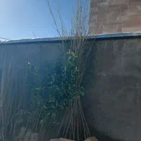 نهال|خدمات باغبانی و درختکاری|زرندیه, |دیوار