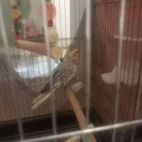 عروس هلندی|پرنده|ری, فیروزآباد|دیوار