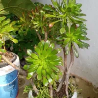 گل با گلدون پر قشنگ|گل و گیاه طبیعی|بهشهر, |دیوار