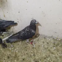 15عدد پلاکی دورگ بهبهانی|پرنده|داراب, |دیوار