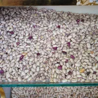 پخش حبوبات عمده ب (مستقیم از کشاورز خرید کنید)|خوردنی و آشامیدنی|رشت, منظریه|دیوار