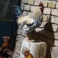 مرغ و خروس|حیوانات مزرعه|کبودرآهنگ, |دیوار