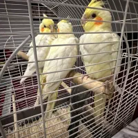 جوجه عروس سرلاکی رام و دستی