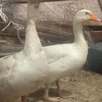 یک جفت‌غاز‌  تخمگذار