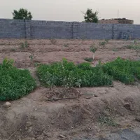 فروش زمین کشاورزی ۸۵۰ متری|فروش زمین و ملک کلنگی|کاشمر, |دیوار
