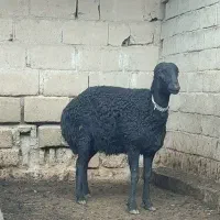 شیشک قره قزل موفر