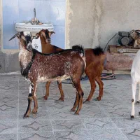 کهره نزار زه نکرده و نری شهری