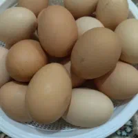 تخم مرغ محلی