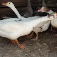قوغاز